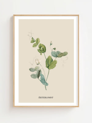 Ærteblomst Plakat - 21 x 29.7 cm (A4) - Nellastore