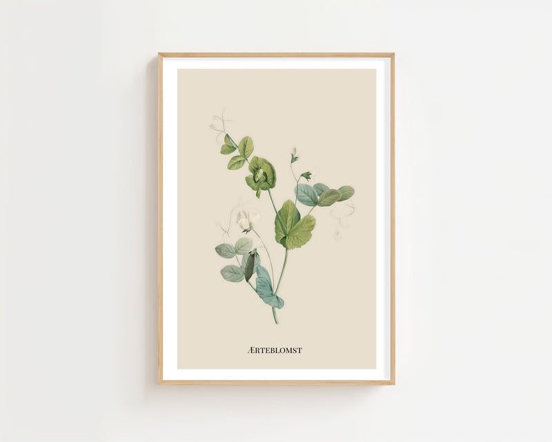 Ærteblomst Plakat - 21 x 29.7 cm (A4) - Nellastore