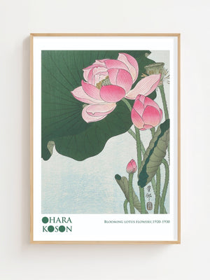 Blooming Lotus Flowers Plakat - 21 x 29.7 cm (A4) - Nellastore