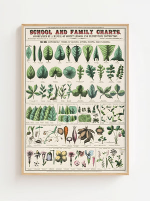 Botanical Chart II Plakat - 21 x 29.7 cm (A4) - Nellastore