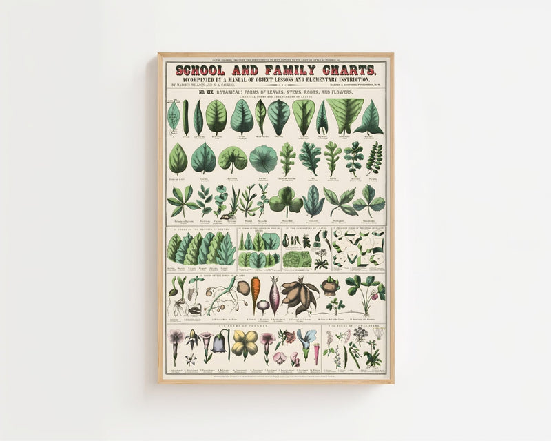 Botanical Chart II Plakat - 21 x 29.7 cm (A4) - Nellastore