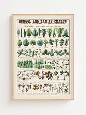 Botanical Chart Plakat - 21 x 29.7 cm (A4) - Nellastore