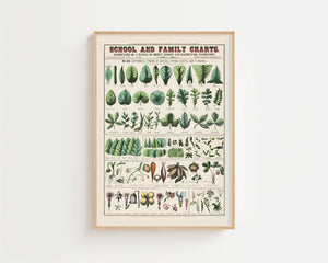 Botanical Chart Plakat - 21 x 29.7 cm (A4) - Nellastore