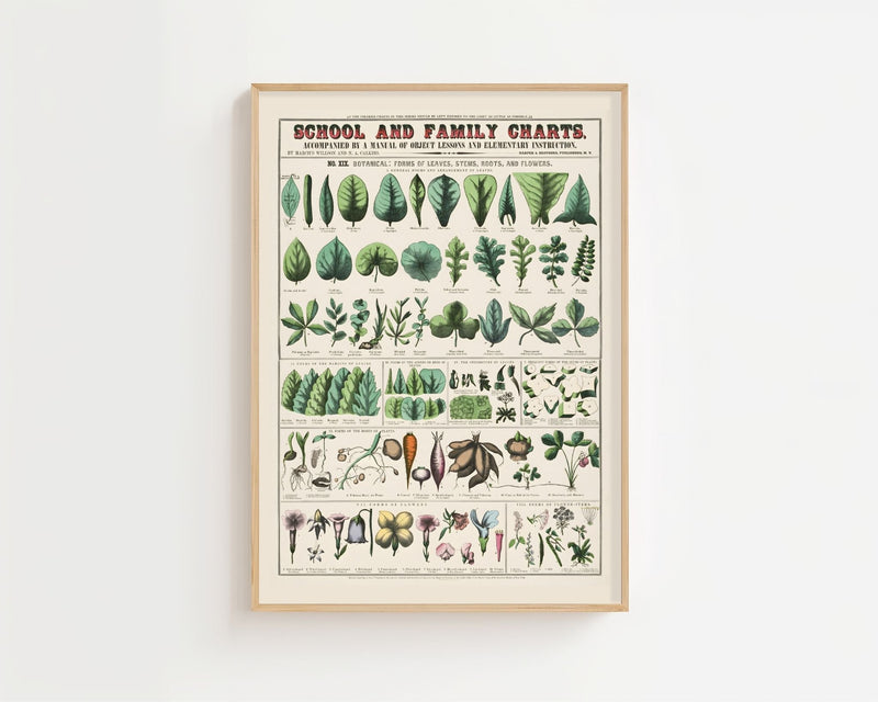 Botanical Chart Plakat - 21 x 29.7 cm (A4) - Nellastore