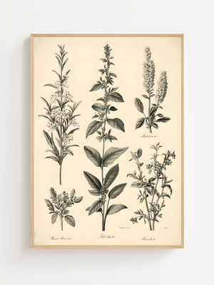 Botanical Herb Chart Plakat - 21 x 29.7 cm (A4) - Nellastore