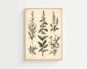 Botanical Herb Chart Plakat - 21 x 29.7 cm (A4) - Nellastore