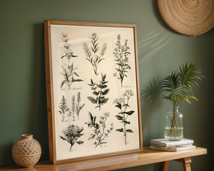 Botanical Herb Study Plakat - 21 x 29.7 cm (A4) - Nellastore