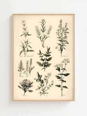 Botanical Herb Study Plakat - 21 x 29.7 cm (A4) - Nellastore