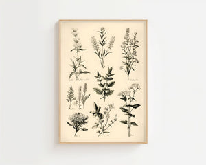 Botanical Herb Study Plakat - 21 x 29.7 cm (A4) - Nellastore