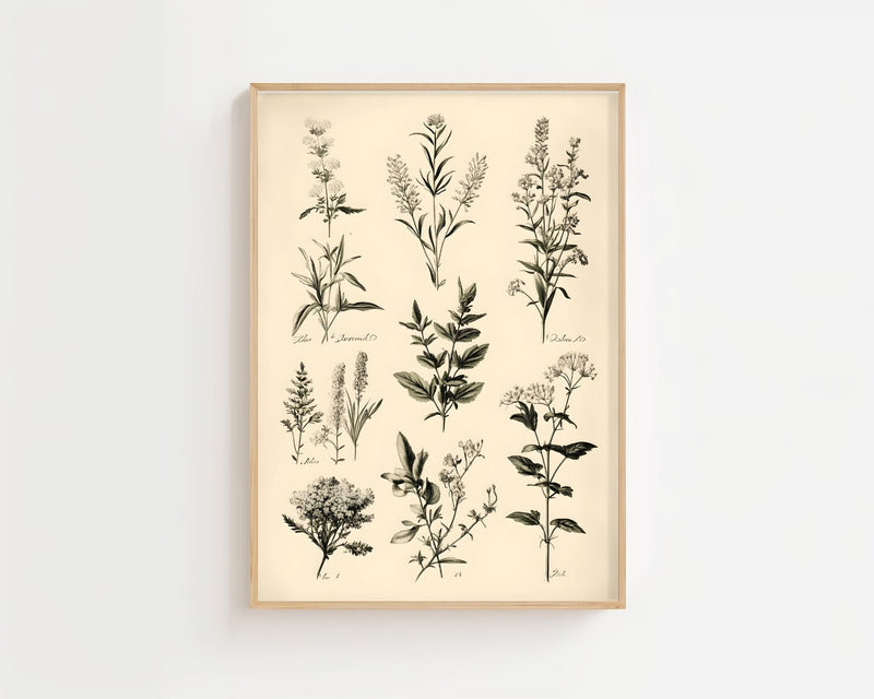 Botanical Herb Study Plakat - 21 x 29.7 cm (A4) - Nellastore