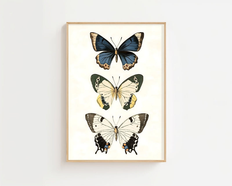 Butterfly Collection II Plakat - 21 x 29.7 cm (A4) - Nellastore