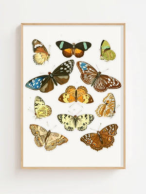 Butterfly Collection III Plakat - 21 x 29.7 cm (A4) - Nellastore