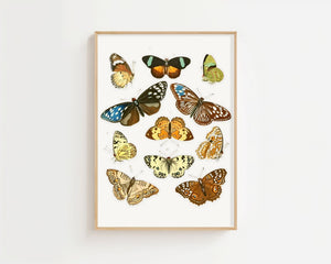 Butterfly Collection III Plakat - 21 x 29.7 cm (A4) - Nellastore