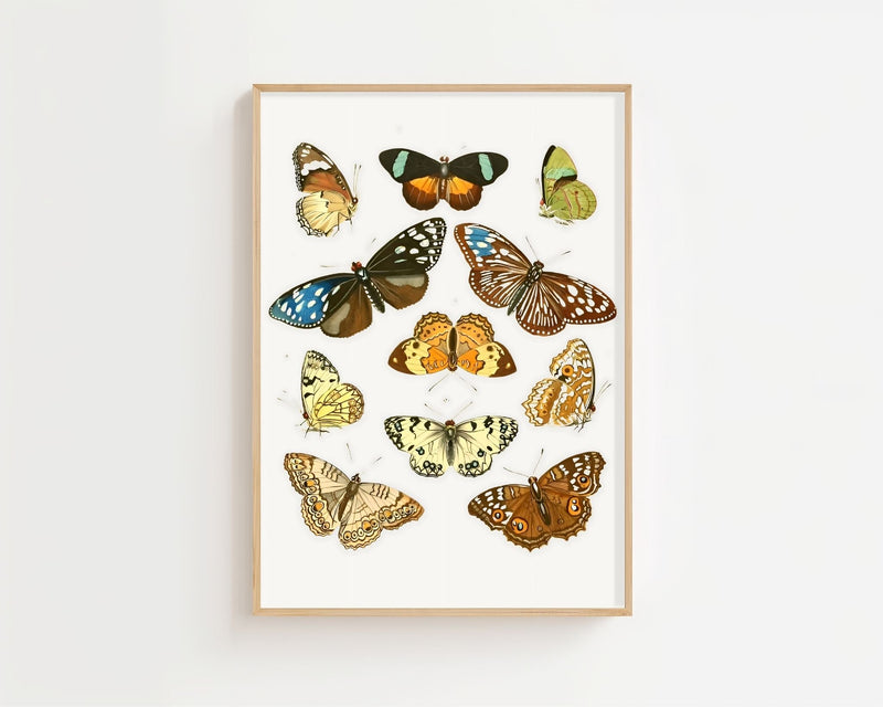 Butterfly Collection III Plakat - 21 x 29.7 cm (A4) - Nellastore