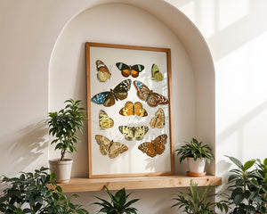 Butterfly Collection III Plakat - 21 x 29.7 cm (A4) - Nellastore