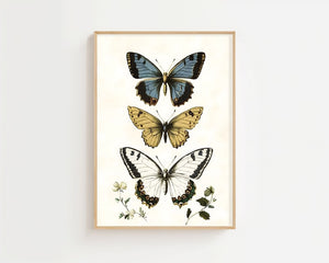 Butterfly Collection Plakat - 21 x 29.7 cm (A4) - Nellastore