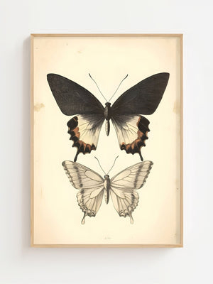Butterfly Specimen Plakat - 21 x 29.7 cm (A4) - Nellastore