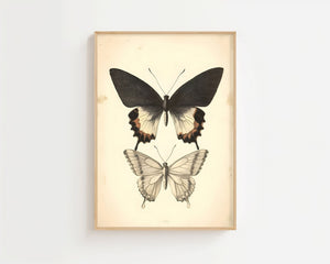 Butterfly Specimen Plakat - 21 x 29.7 cm (A4) - Nellastore