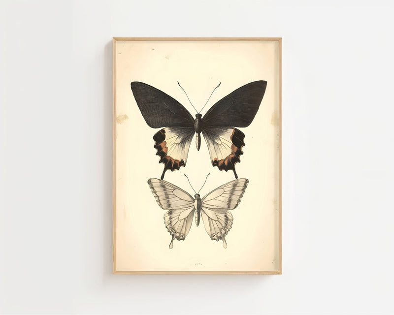 Butterfly Specimen Plakat - 21 x 29.7 cm (A4) - Nellastore