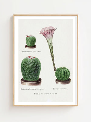 Cactus Collection Plakat - 21 x 29.7 cm (A4) - Nellastore