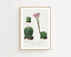 Cactus Collection Plakat - 21 x 29.7 cm (A4) - Nellastore