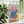 Contour Muse Matisse Plakat - 21 x 29.7 cm - Nellastore