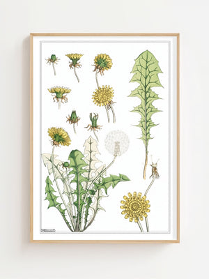 Dandelion Study Plakat - 21 x 29.7 cm (A4) - Nellastore