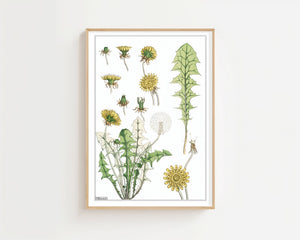 Dandelion Study Plakat - 21 x 29.7 cm (A4) - Nellastore
