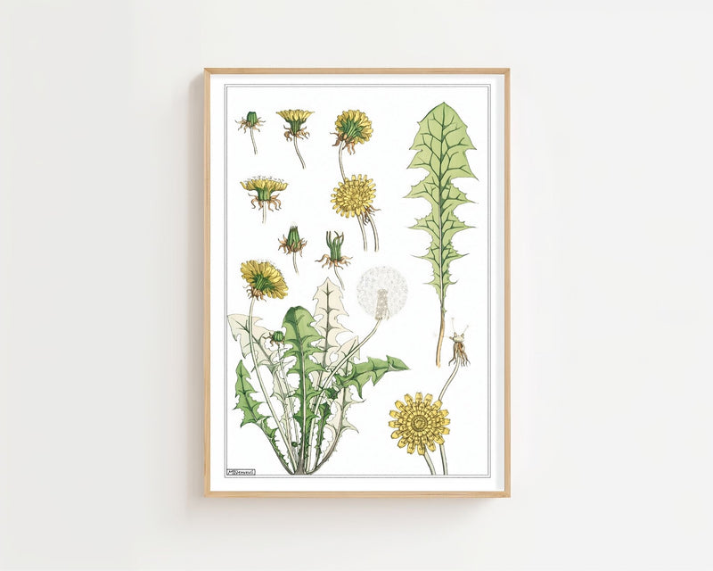 Dandelion Study Plakat - 21 x 29.7 cm (A4) - Nellastore