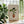 Green Pot Statement Plakat - 21 x 29.7 cm - Nellastore