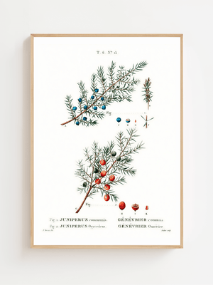 Juniper Botanical Plakat - 21 x 29.7 cm (A4) - Nellastore