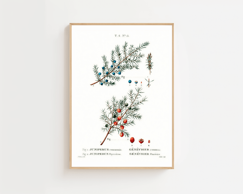 Juniper Botanical Plakat - 21 x 29.7 cm (A4) - Nellastore