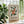 Lapageria Rosea Botanical Plakat - 21 x 29.7 cm - Nellastore