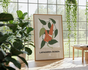 Lapageria Rosea Botanical Plakat - 21 x 29.7 cm - Nellastore