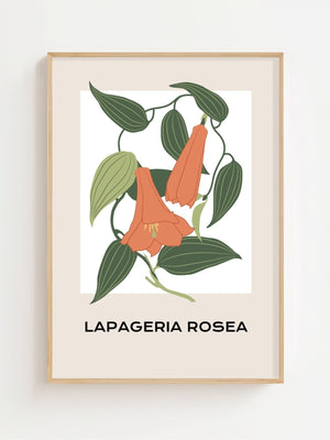 Lapageria Rosea Botanical Plakat - 21 x 29.7 cm - Nellastore