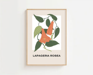 Lapageria Rosea Botanical Plakat - 21 x 29.7 cm - Nellastore