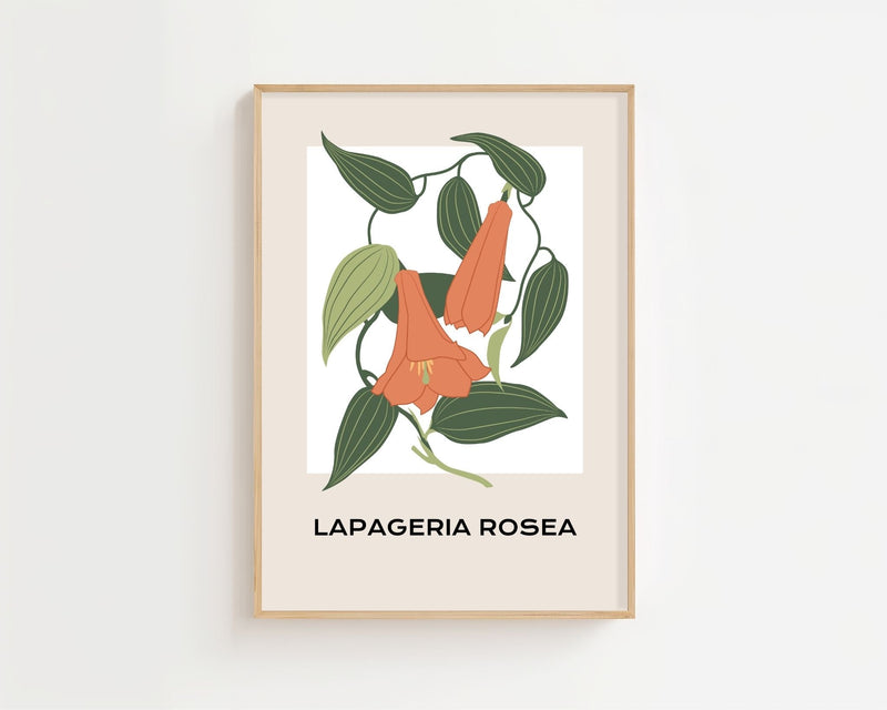 Lapageria Rosea Botanical Plakat - 21 x 29.7 cm - Nellastore