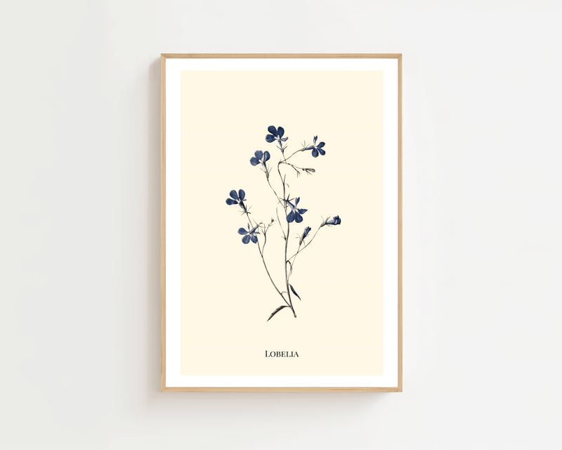 Lobelia Plakat - 21 x 29.7 cm (A4) - Nellastore