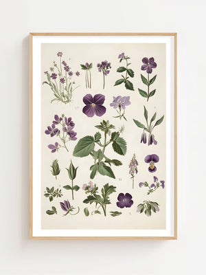Purple Botanical Study Plakat - 21 x 29.7 cm (A4) - Nellastore