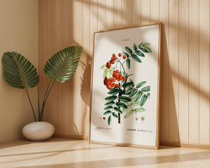 Rowan Berry Study Plakat - 21 x 29.7 cm (A4) - Nellastore
