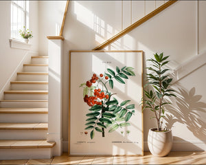 Rowan Berry Study Plakat - 21 x 29.7 cm (A4) - Nellastore