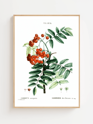Rowan Berry Study Plakat - 21 x 29.7 cm (A4) - Nellastore