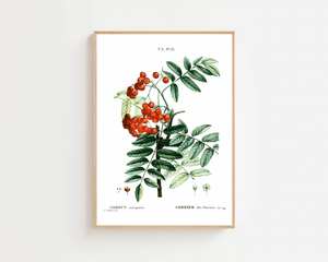 Rowan Berry Study Plakat - 21 x 29.7 cm (A4) - Nellastore