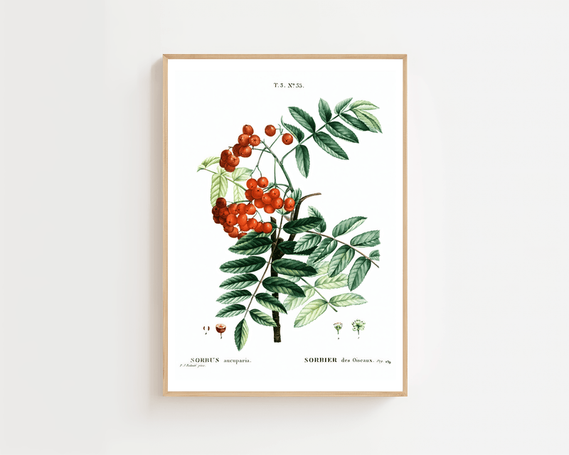Rowan Berry Study Plakat - 21 x 29.7 cm (A4) - Nellastore