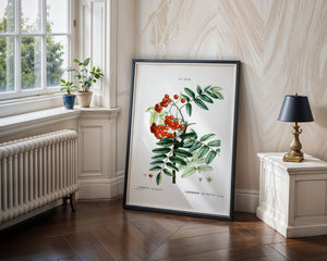 Rowan Berry Study Plakat - 21 x 29.7 cm (A4) - Nellastore