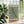 Sage Botanical Study Plakat - 21 x 29.7 cm - Nellastore
