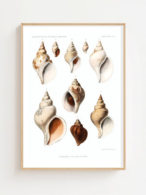 Seashell Collection Plakat - 21 x 29.7 cm (A4) - Nellastore