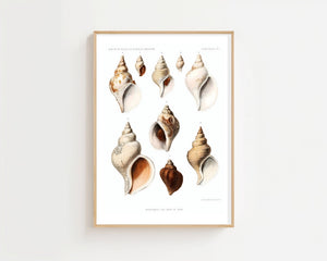 Seashell Collection Plakat - 21 x 29.7 cm (A4) - Nellastore