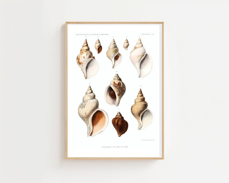 Seashell Collection Plakat - 21 x 29.7 cm (A4) - Nellastore