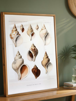 Seashell Collection Plakat - 21 x 29.7 cm (A4) - Nellastore